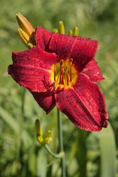 12051   red lily under norning sun