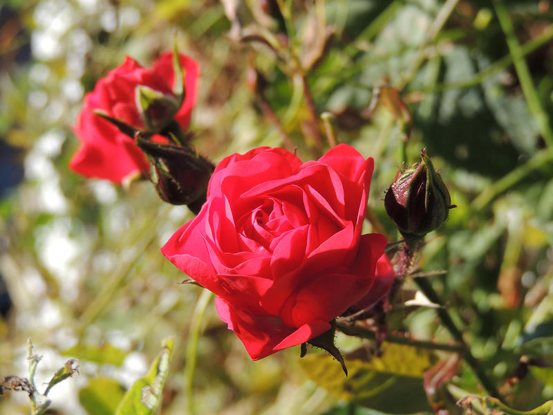 <p>Red Rose growing in the UK. Find more photos like this on my website -&nbsp;https://www.dreamstime.com/dawnyh_info</p>

<p>&nbsp;</p>
Red Rose 