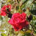 15645   Red Rose 