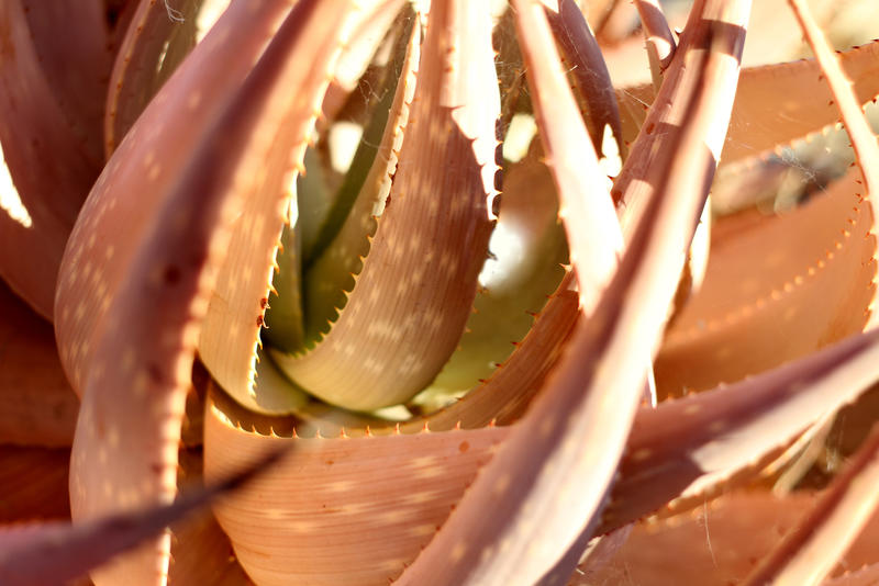 <p>Red Aloe in Northen Cape vineyards.</p>
