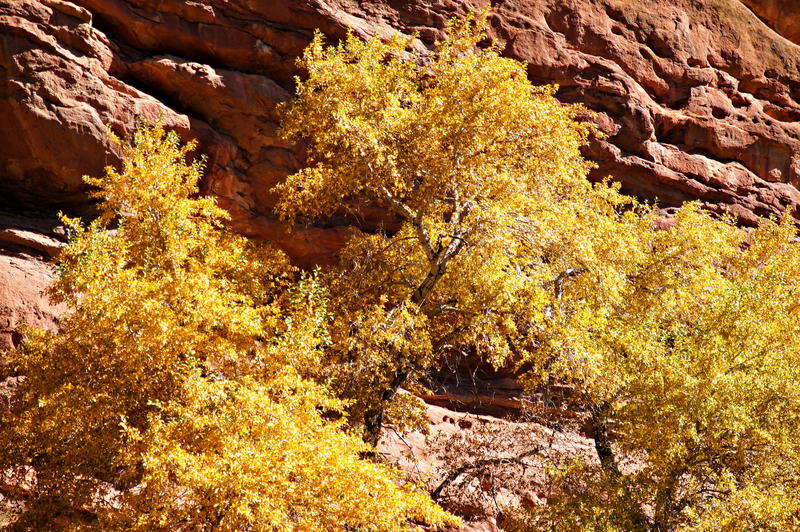 <p>This is Red Rocks Park in Morrison Colorado during Autumn. It's red limestone rock walls serve as a backdrop to sunlit yellow and golden fall foliage.</p>