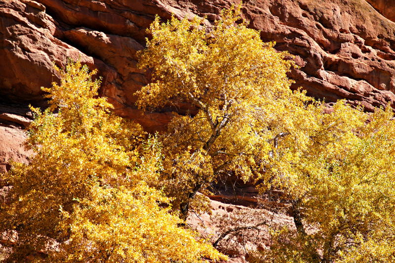 <p>This is Red Rocks Park in Morrison Colorado during Autumn. &nbsp; It&#39;s red limestone rock walls serve as a backdrop to sunlit yellow and golden fall foliage.</p>
