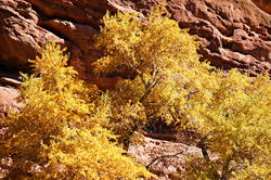 16120   Red Rocks Park Autumn Colors