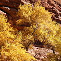 16120   Red Rocks Park Autumn Colors