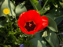 16998   red tulip