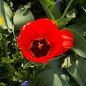 16998   red tulip