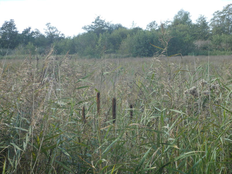 <p>Reeds in the Norfolk Broads UK</p>