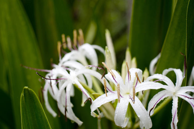 close up on flowering white lilys