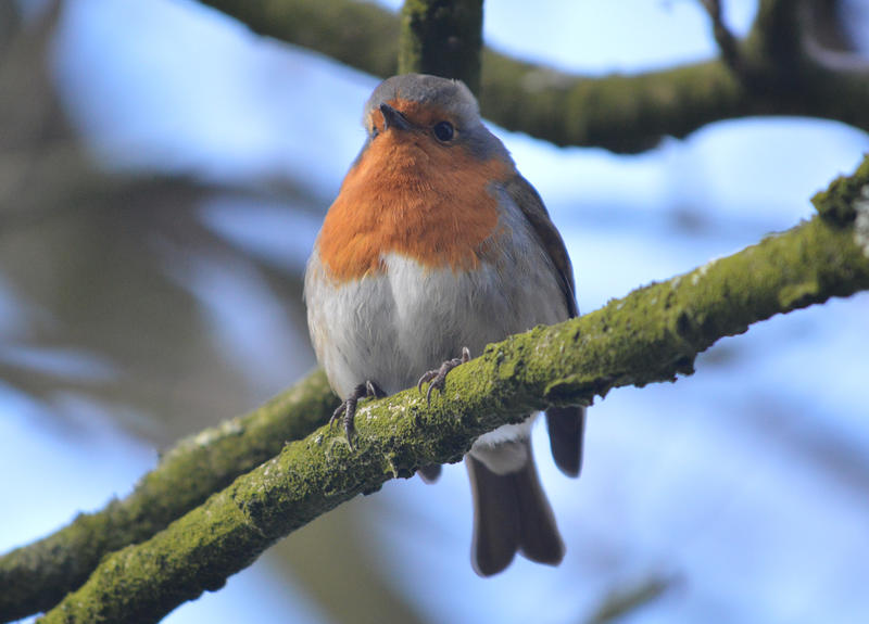 <p>I bird called a Robin photographed on a tree in the UK.</p>

<p>More photos like this on my website at -&nbsp;https://www.dreamstime.com/dawnyh_info</p>
Small bird - Robin