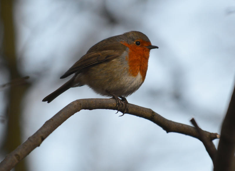 <p>A small bird called a Robin sitting in a tree</p><br />
A small bird called a Robin