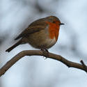 16882   A small bird called a Robin