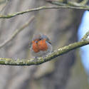 16883   A robin sat in a tree