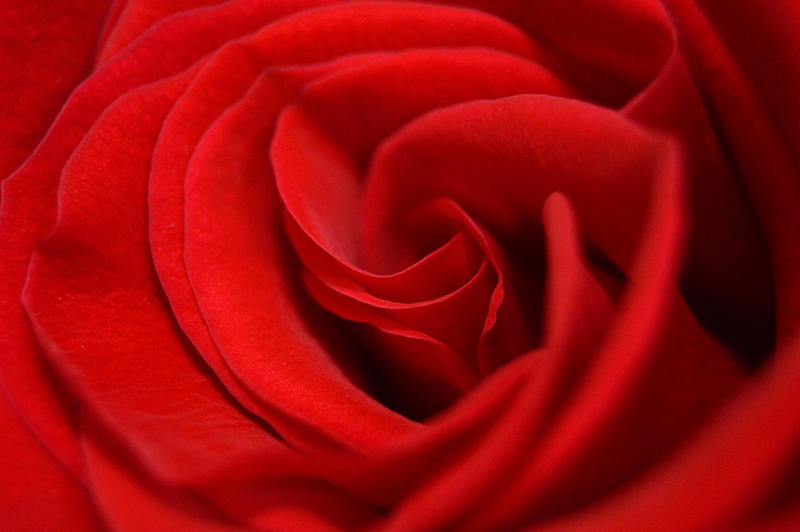 16861   Flower   Red Rose