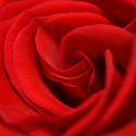 16861   Flower   Red Rose