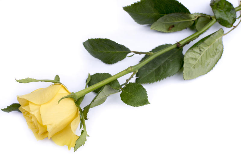 Single yellow rose symbolising love and romance lying diagonally on a white background with copy space for a message to a loved one