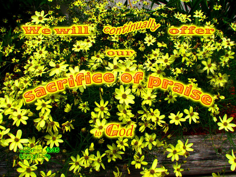 <p>Flowers in my sister's garden</p>
Flowers in my sister's garden