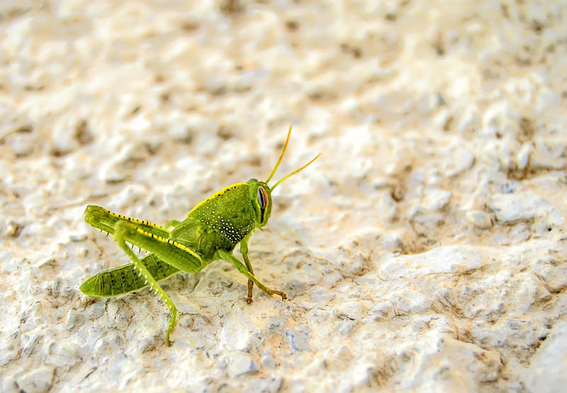 <p>Grasshopper</p>