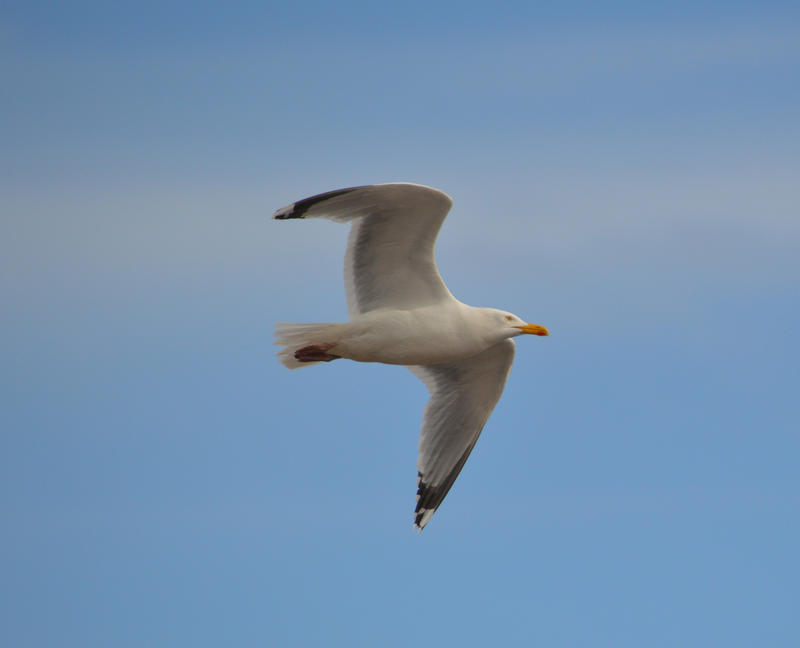 <p>A Seagull flying over the beach.</p>

<p>More photos like this on my website at -&nbsp;https://www.dreamstime.com/dawnyh_info</p>
A Seagull flying over the beach