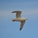 15566   Seagull flying