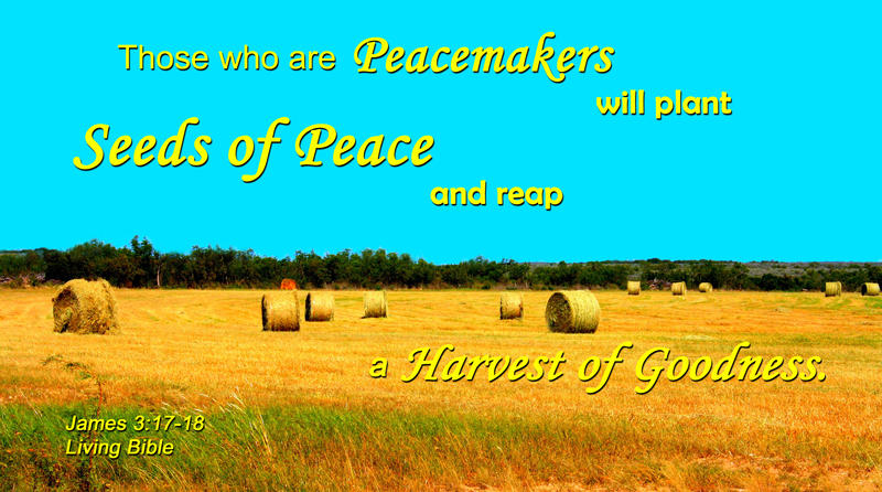 12696   Seeds of Peace