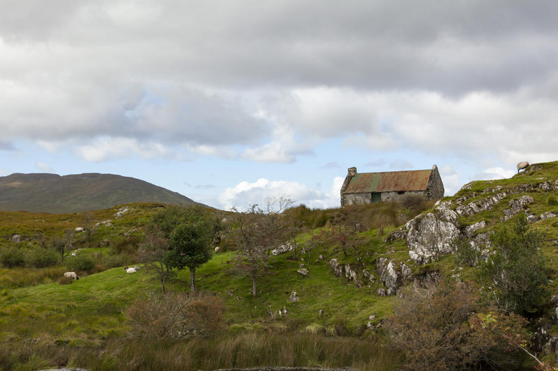 <p>Sheep grazing on a hillside, Connemara Mountain range, County Galway, Ireland</p>
