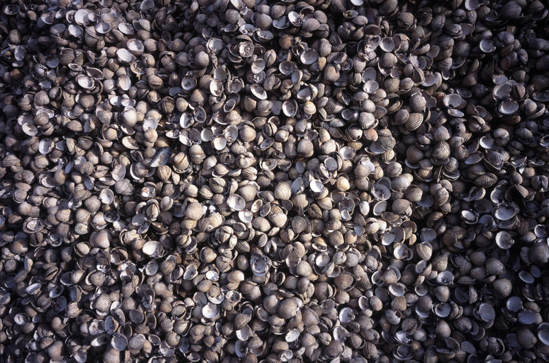 A background texture of small white seashells