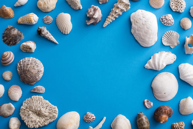 Ocean themed frame surrounded by various seashells over saturated blue background