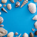 13108   Ocean themed background surrounded by shells