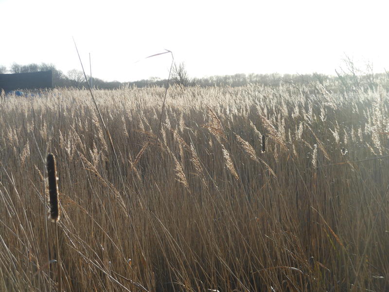 <p>shining winter sun through the reeds Norfolk UK</p>
