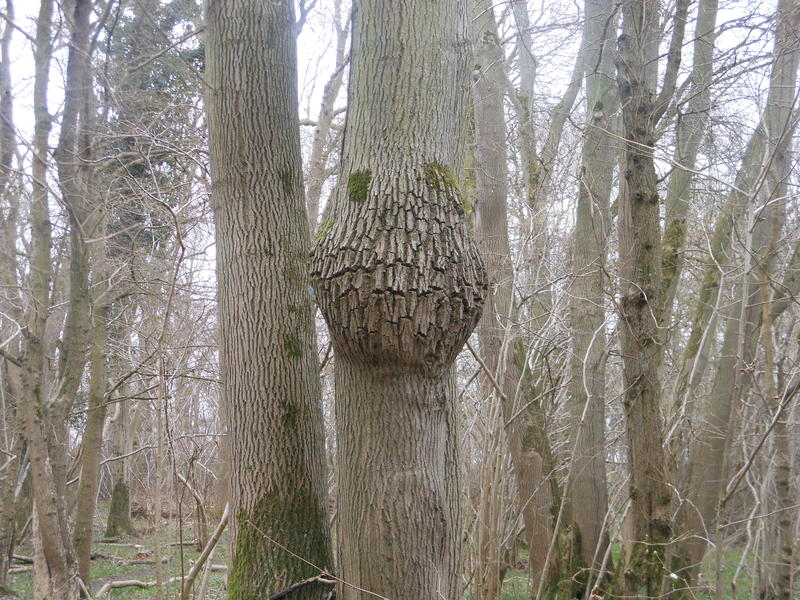 <p>Smiling tree in late winter Norfolk UK</p>
