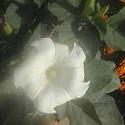16993   soft focus white flower