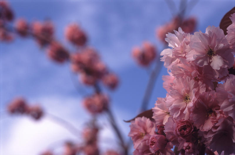 Pretty dainty pink spring blossoms on the branch of a tree growing outdoors in a park or garden close up in the corner of the frame with copyspace on blurred branches behind