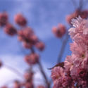 11835   Pretty dainty pink spring blossoms