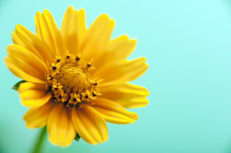 Yellow calendula spring flower close-up image over light cyan background with copy space