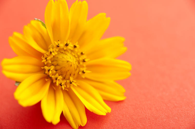 Bright yellow spring flower on an orange textured paper background with copy space in a close up overhead view