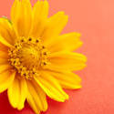 13489   Bright yellow spring flower on orange