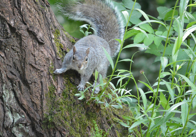 <p>A wild Grey Squirrel in the UK. You can see more photos like this on my website at https://www.dreamstime.com/dawnyh_info</p>
A wild Grey Squirrel