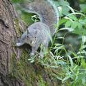 16897   A wild Grey Squirrel