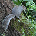 16898   A squirrel sat in a tree