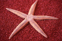 11848   Dried red starfish on a textured background