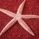 11848   Dried red starfish on a textured background