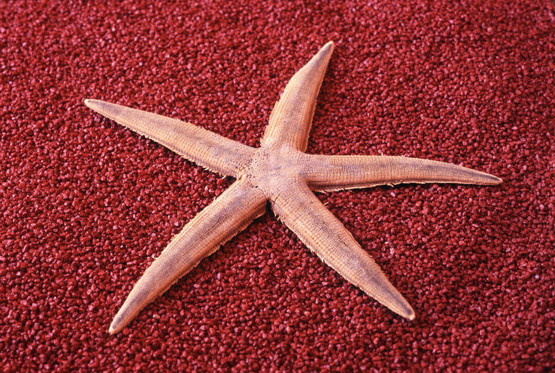 Dried echinoderm starfish on a red background conceptual of marine life and the seaside or summer vacations