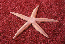 11847   Dried starfish on a red background