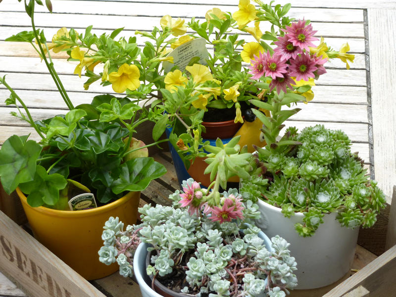 Small wooden crate filled with assorted pot plants with decorative flowering succulents and a geranium on an outdoor patio or deck