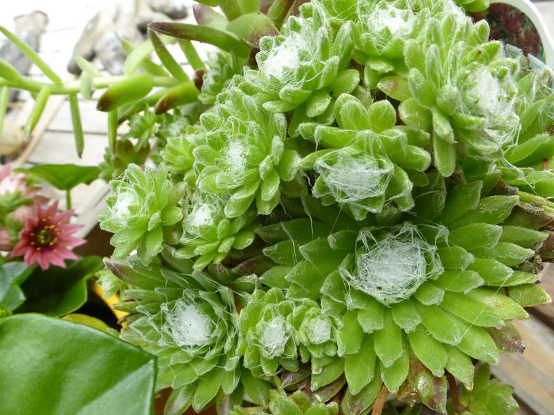 Assorted succulent plants growing pots outdoors on a wooden deck viewed from above with focus to the decorative whorled fleshy foliage