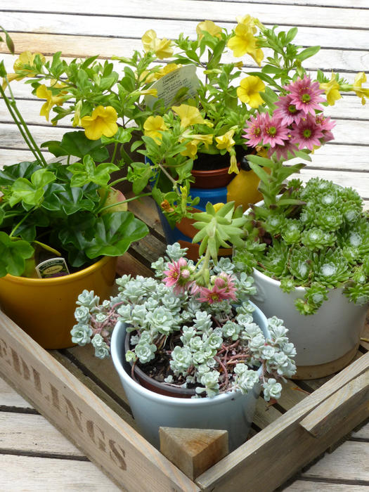 High Angle Still Life of Small Crate of Potted Succulent Plants and Pink and Yellow Flowers on Rustic Wooden Table or Deck