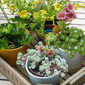 12943   Small Crate of Potted Succulent Plants and Flowers