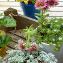 12944   Potted flowering succulents on an outdoor deck