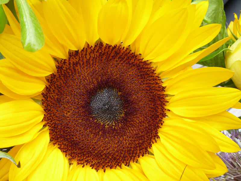 Macro image of a bright yellow sunflower, or Helianthus, showing the formation of the immature oily seeds for which the crop is cultivated