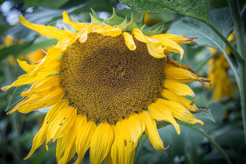 <p>Sunflower. More photos like this can be found on my website at&nbsp;https://www.dreamstime.com/dawnyh_info</p>

<p>&nbsp;</p>
Sunflower